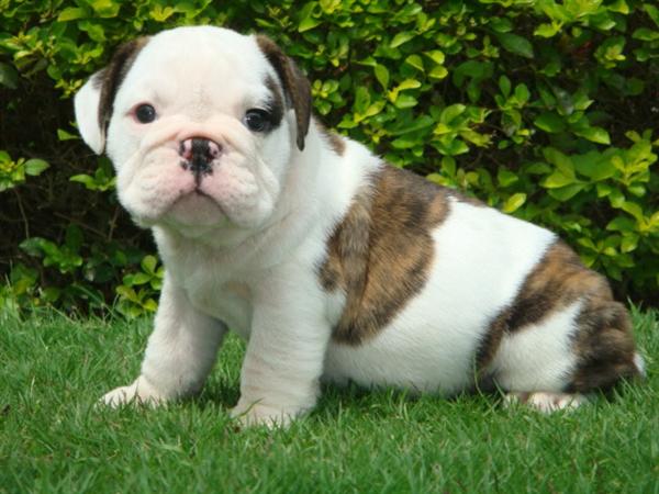 bulldog puppies for dogs